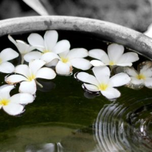 monoin kukkia vesi sangossa